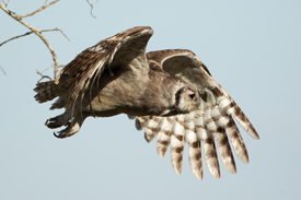 owl
